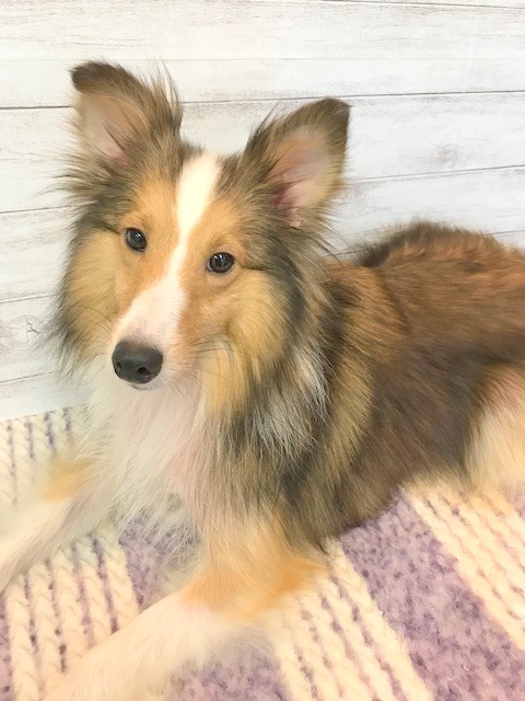 シェットランドシープドッグ