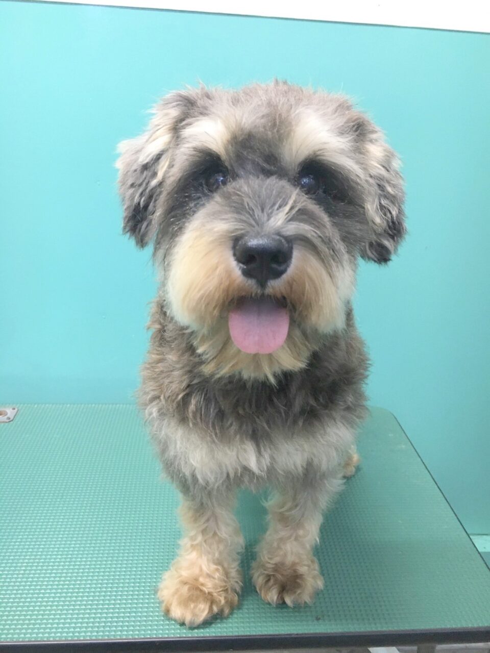 Ｍ・シュナウザー