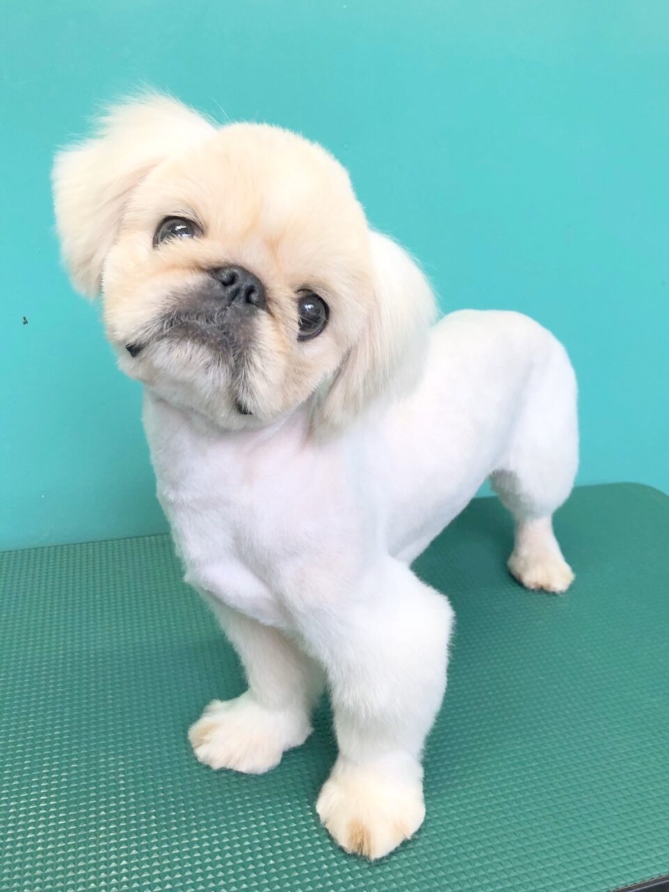 ペキニーズ