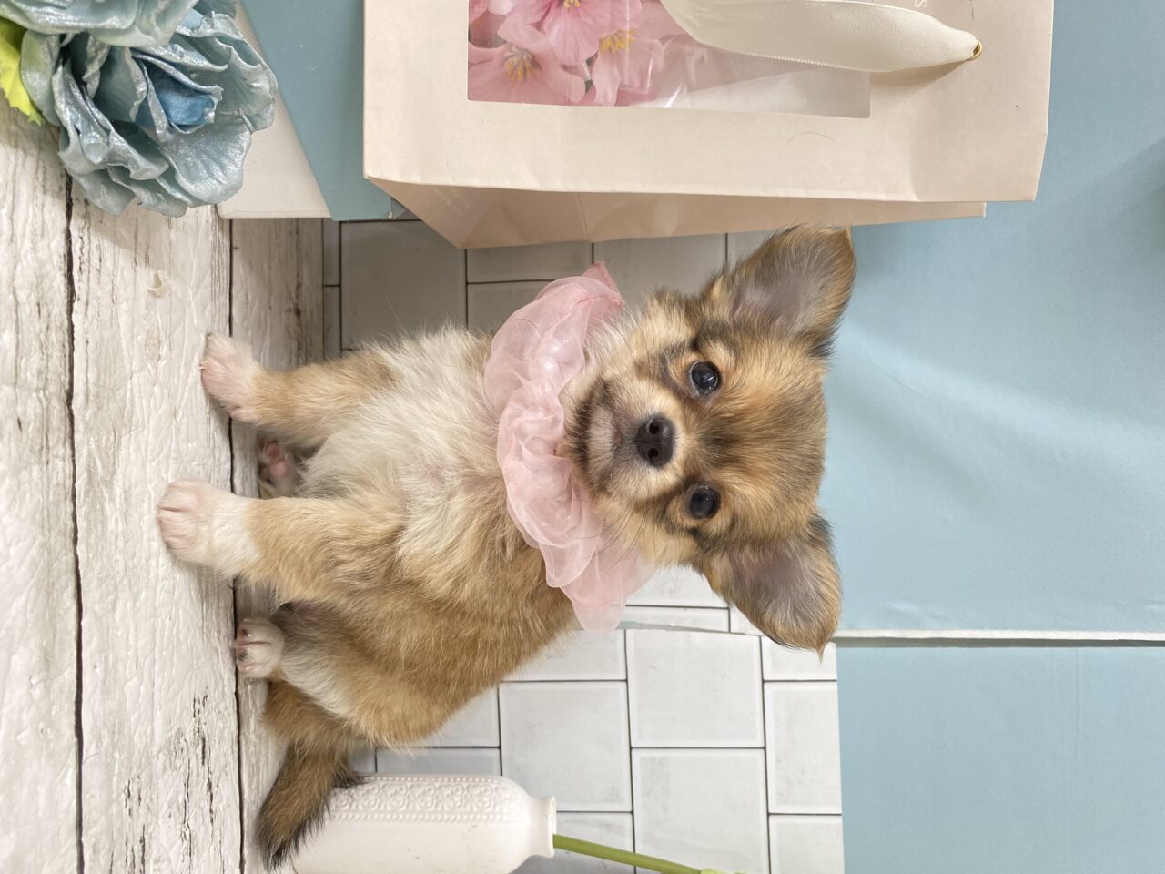 チワワ