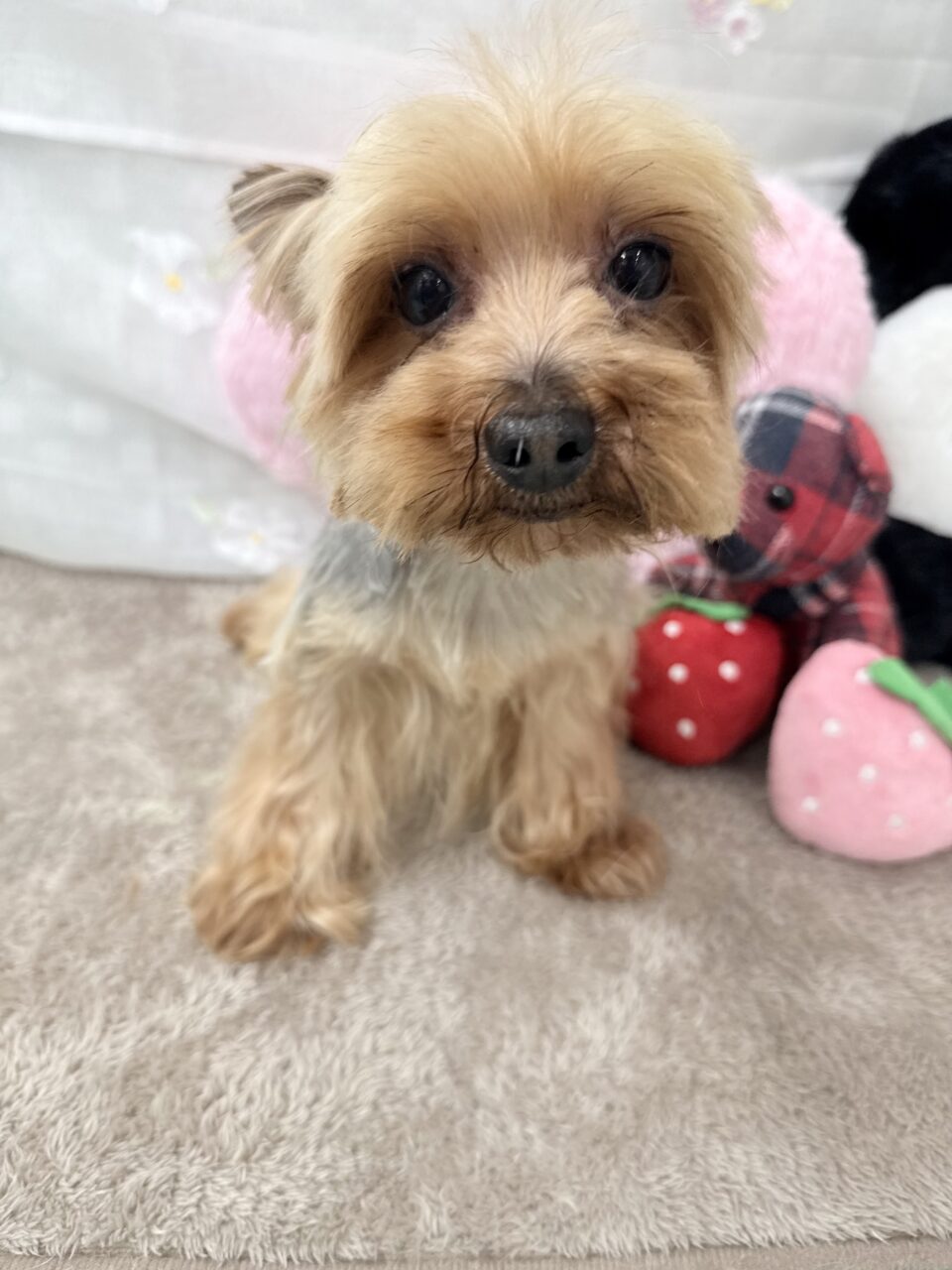 ヨークシャテリア