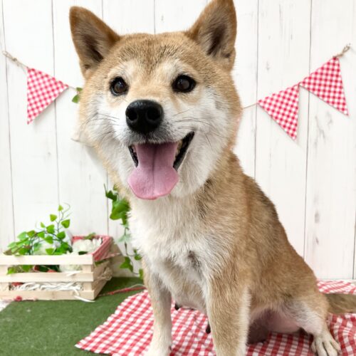 てまり