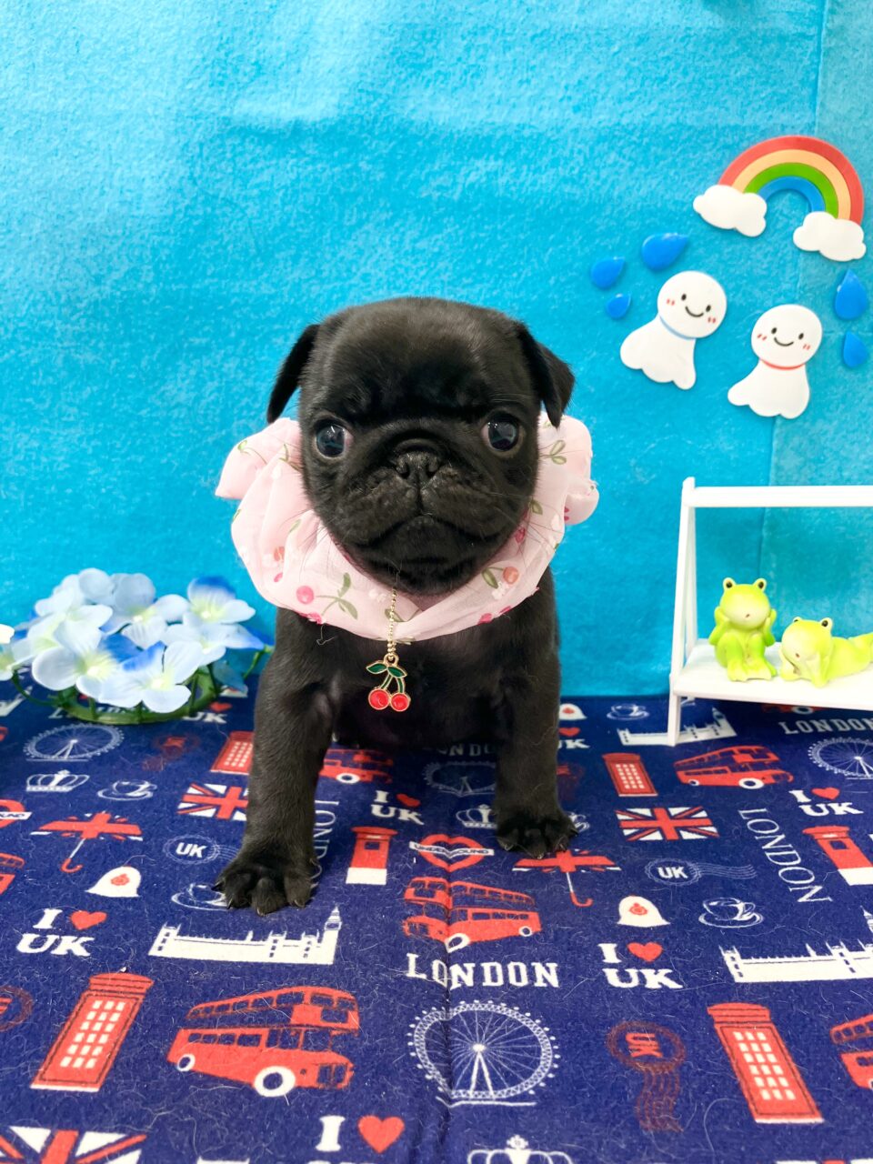 パグ