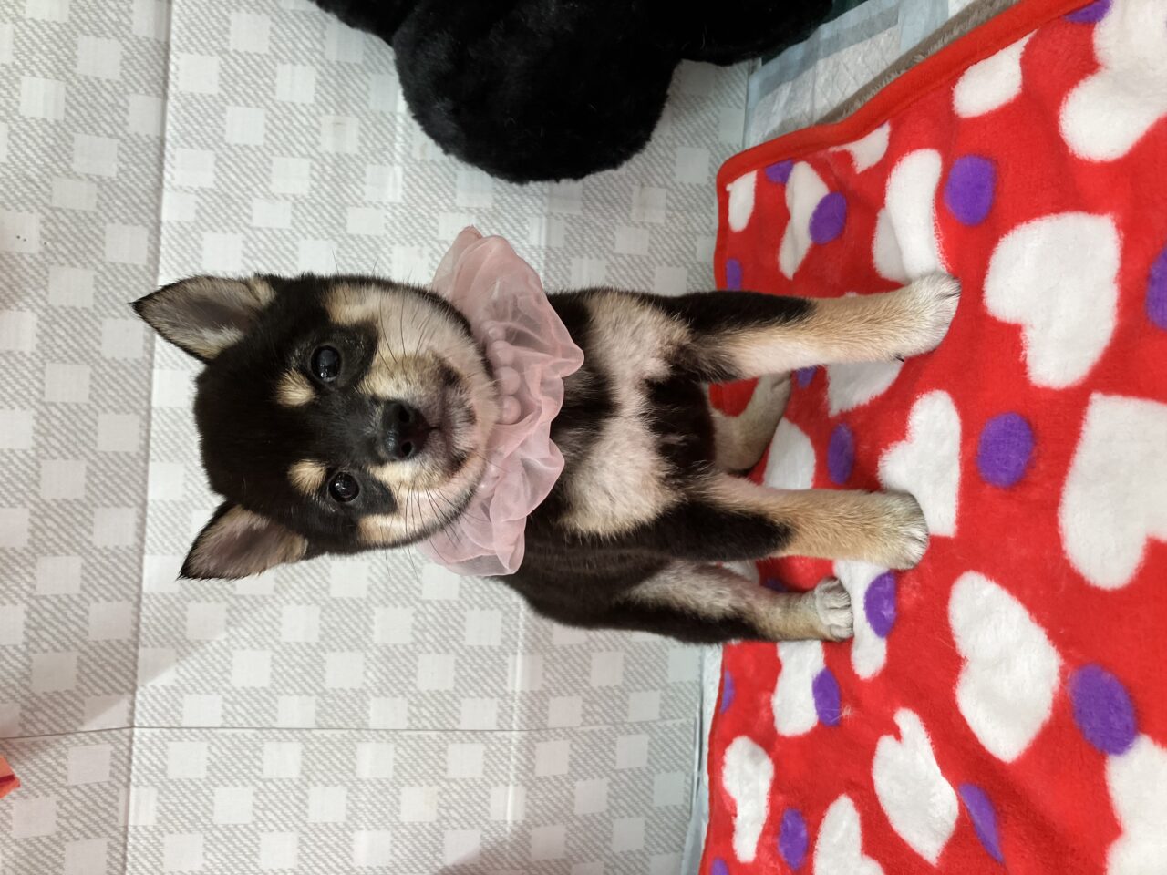 柴犬