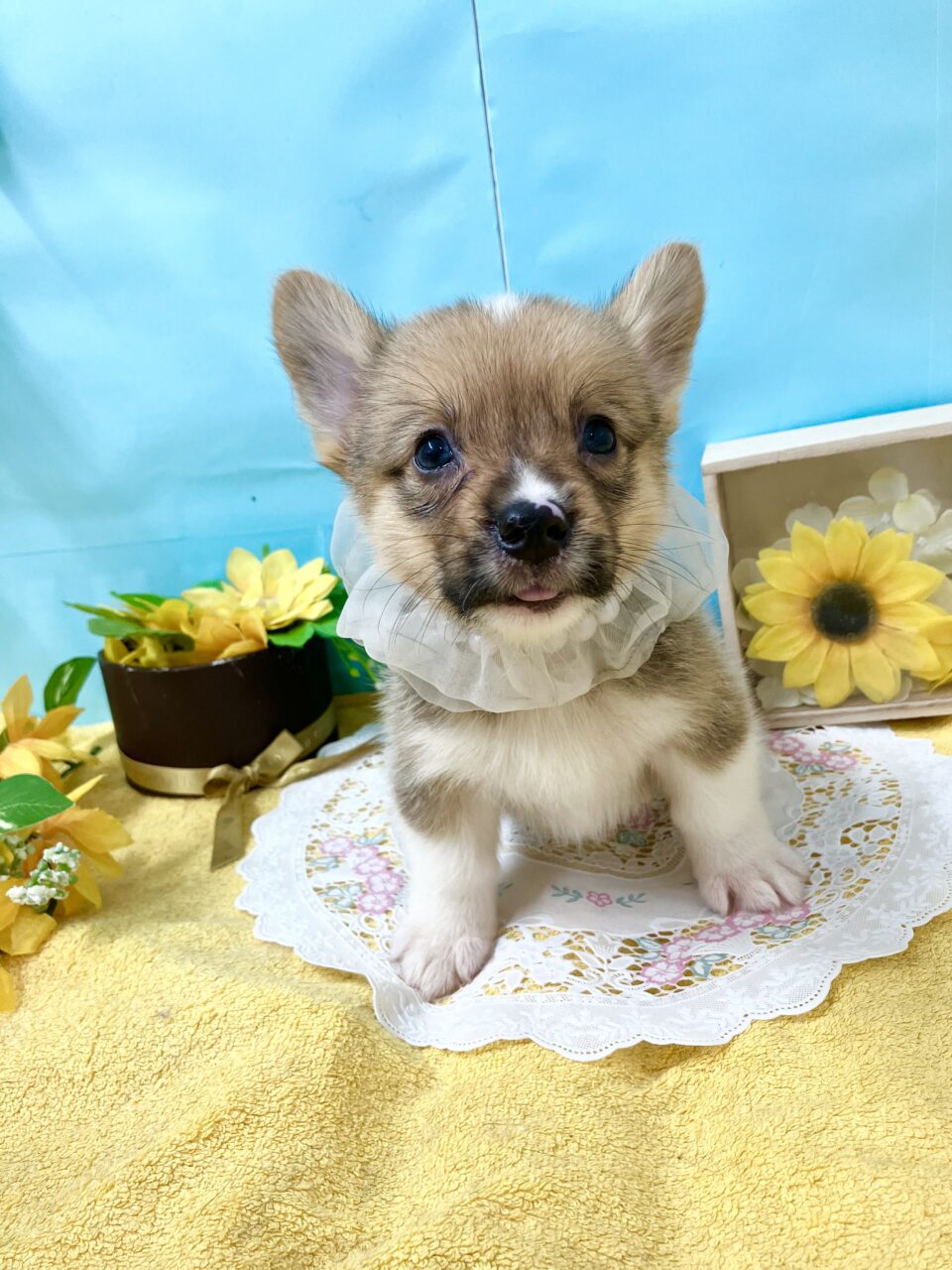 W・コーギー★男の子★