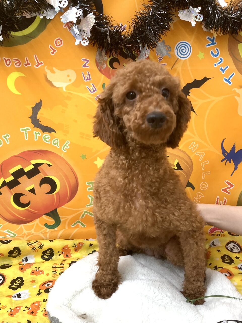 トイプードル
