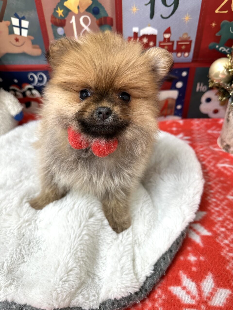 ポメラニアン