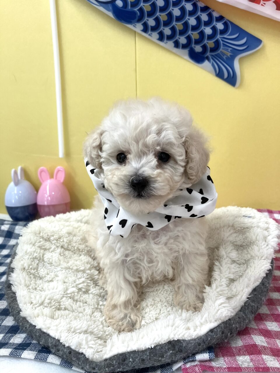 ★プードル★男の子★
