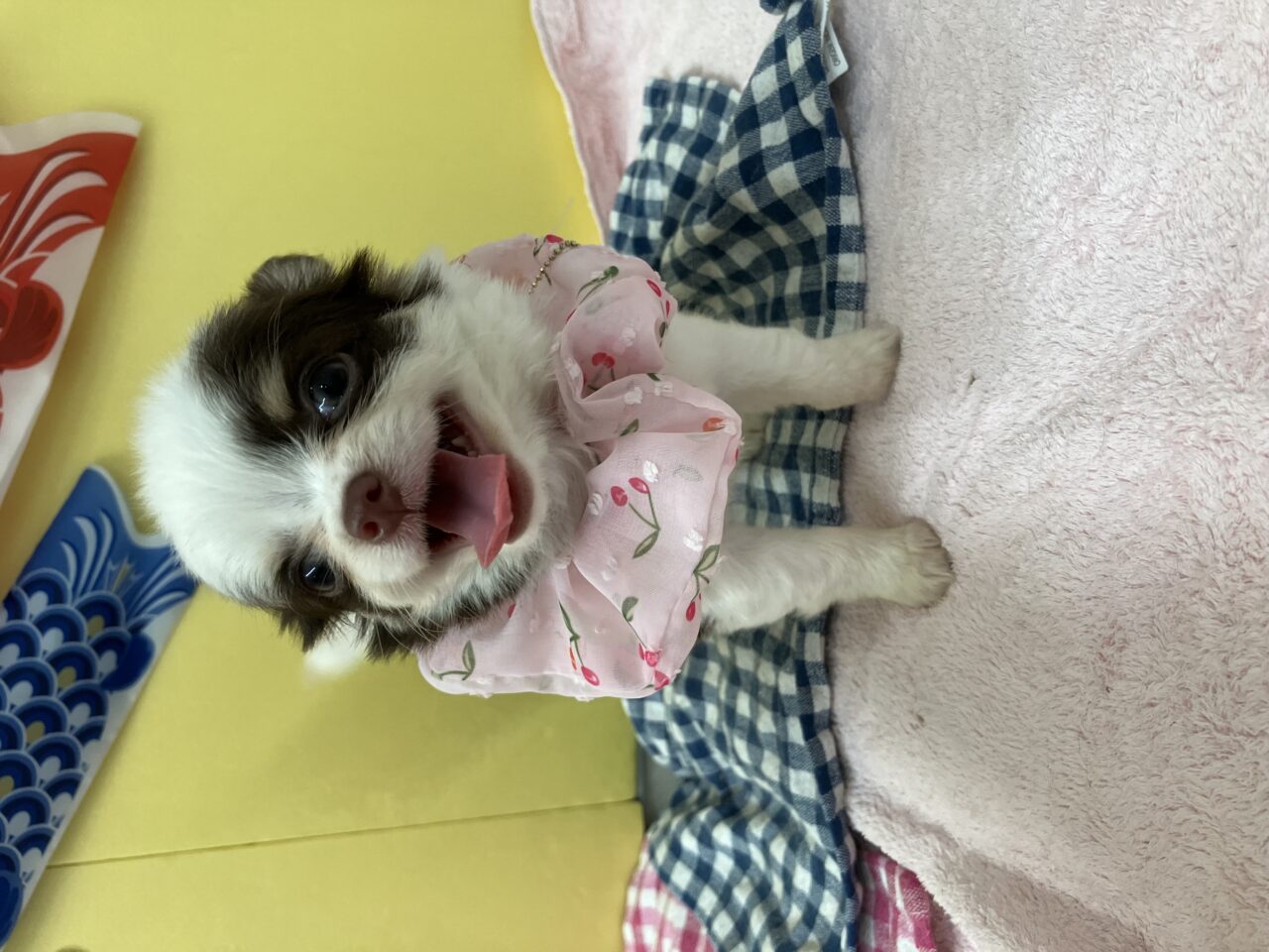 チワワ