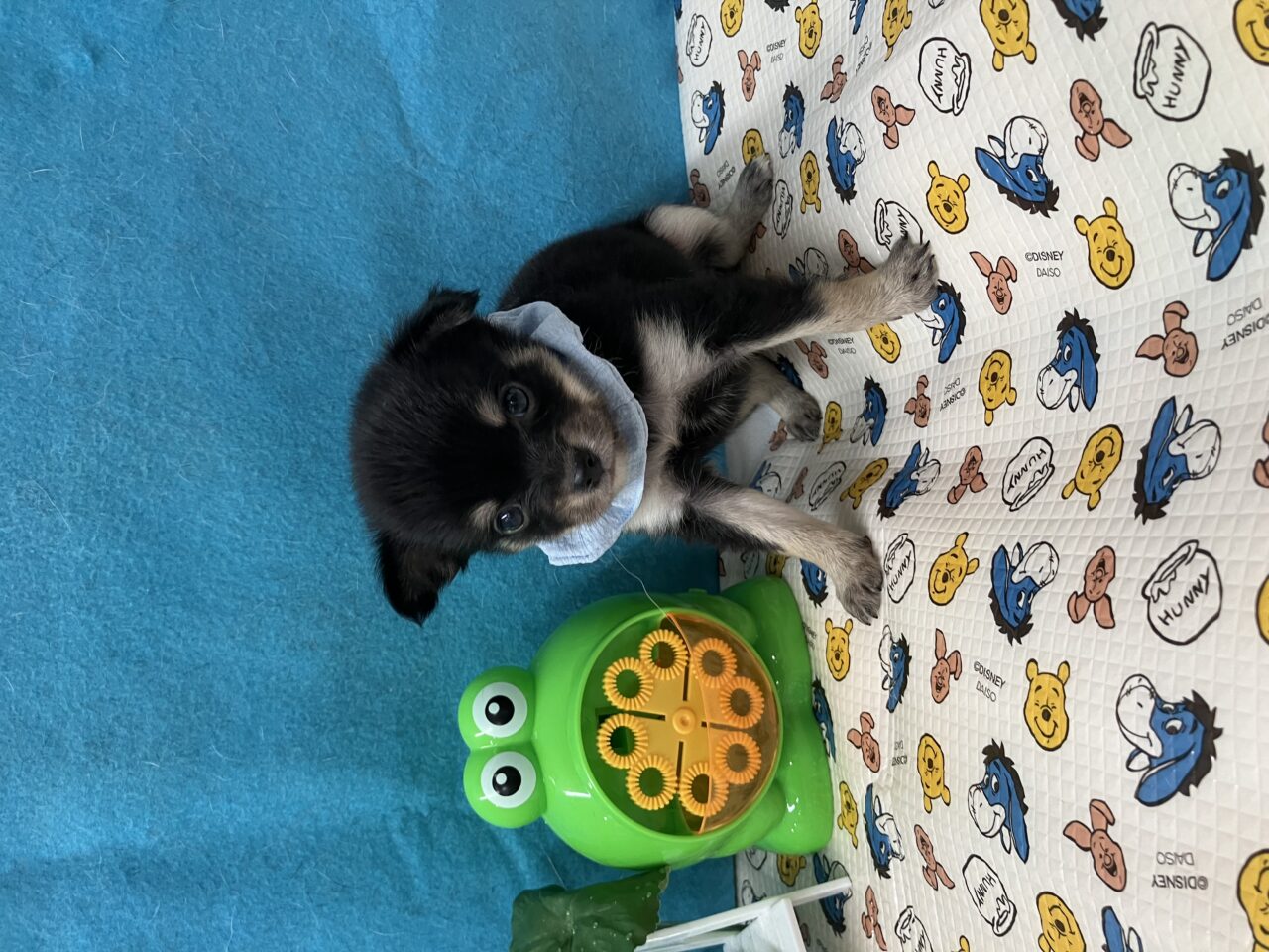 チワワ
