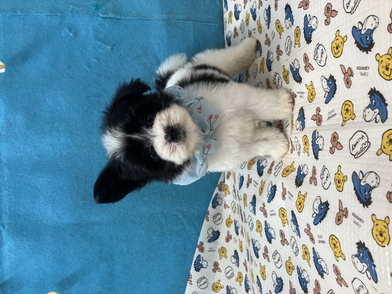ＭＩＸ