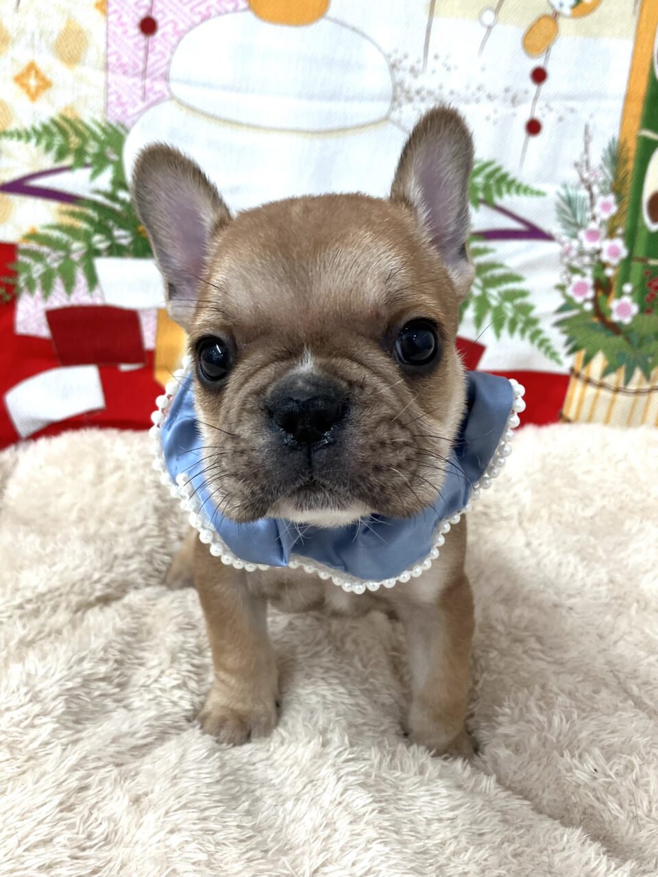 ★フレンチ★男の子★