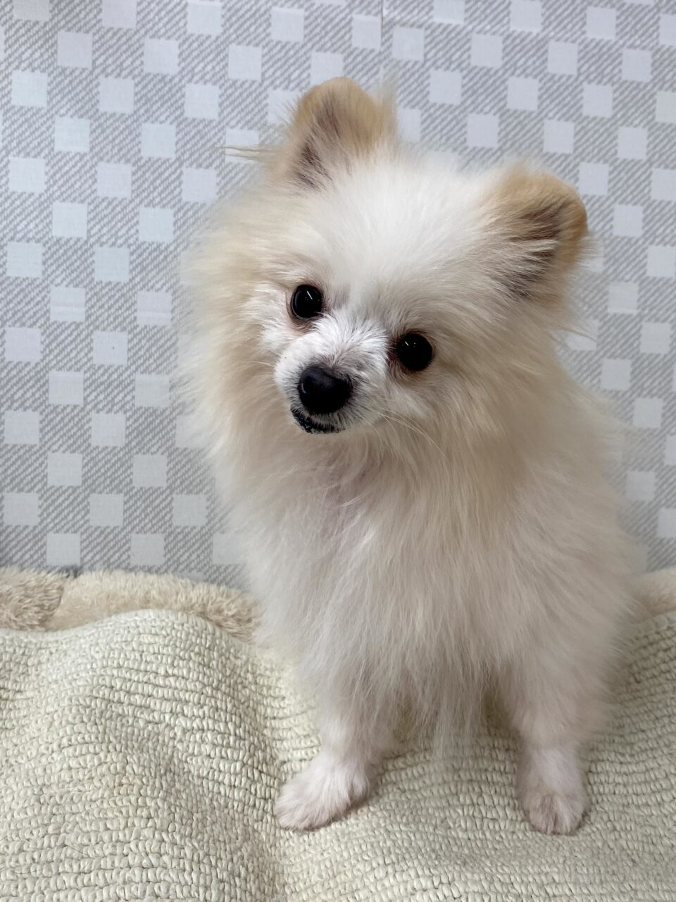 ポメラニアン