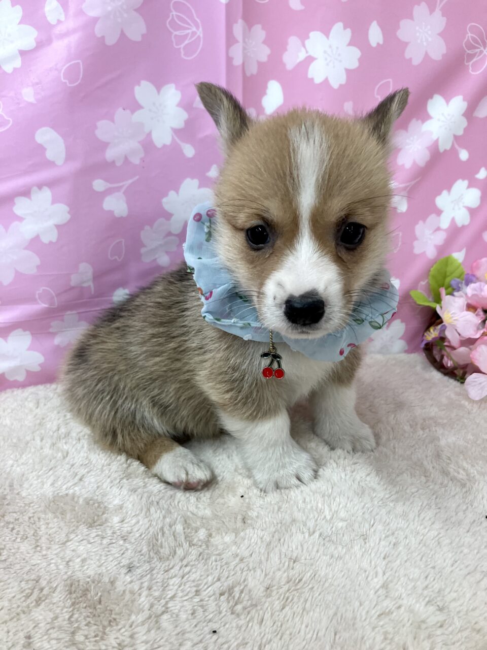 ★コーギー★男の子★