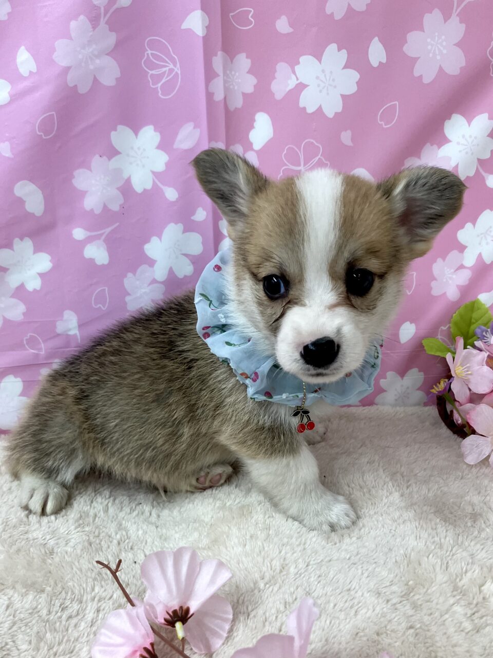 ★コーギー★男の子★