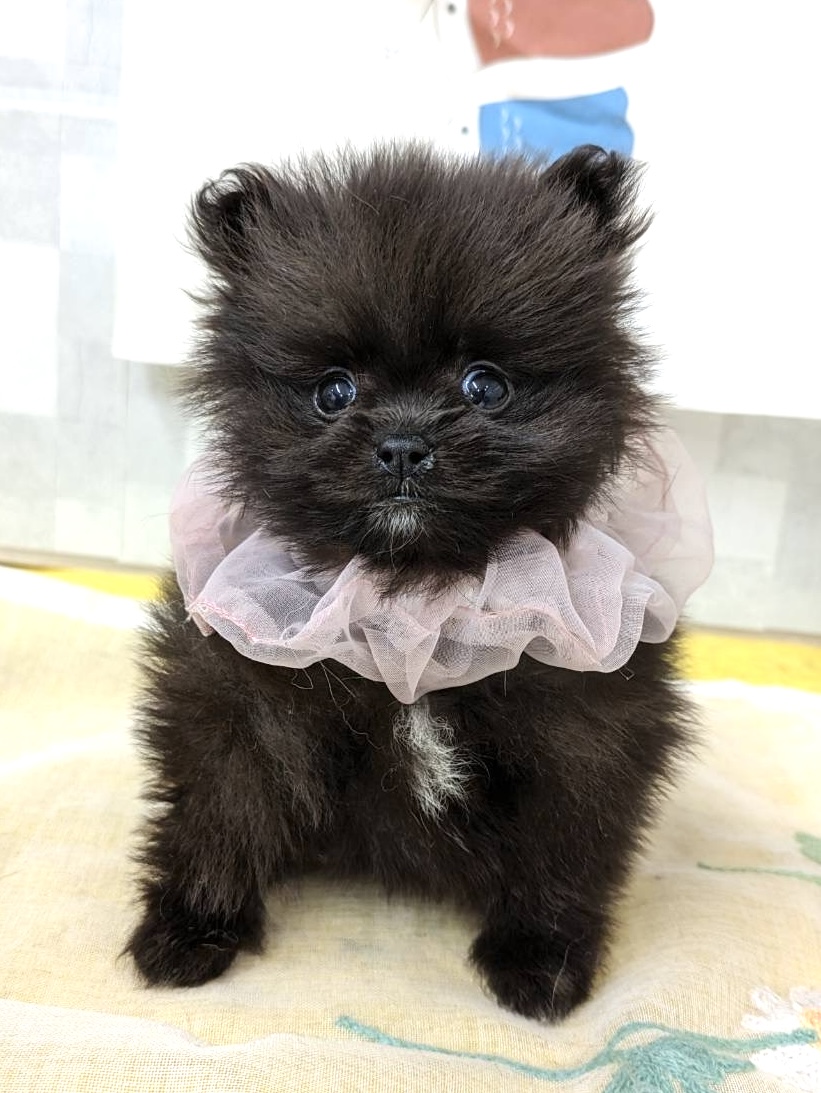 ポメラニアン