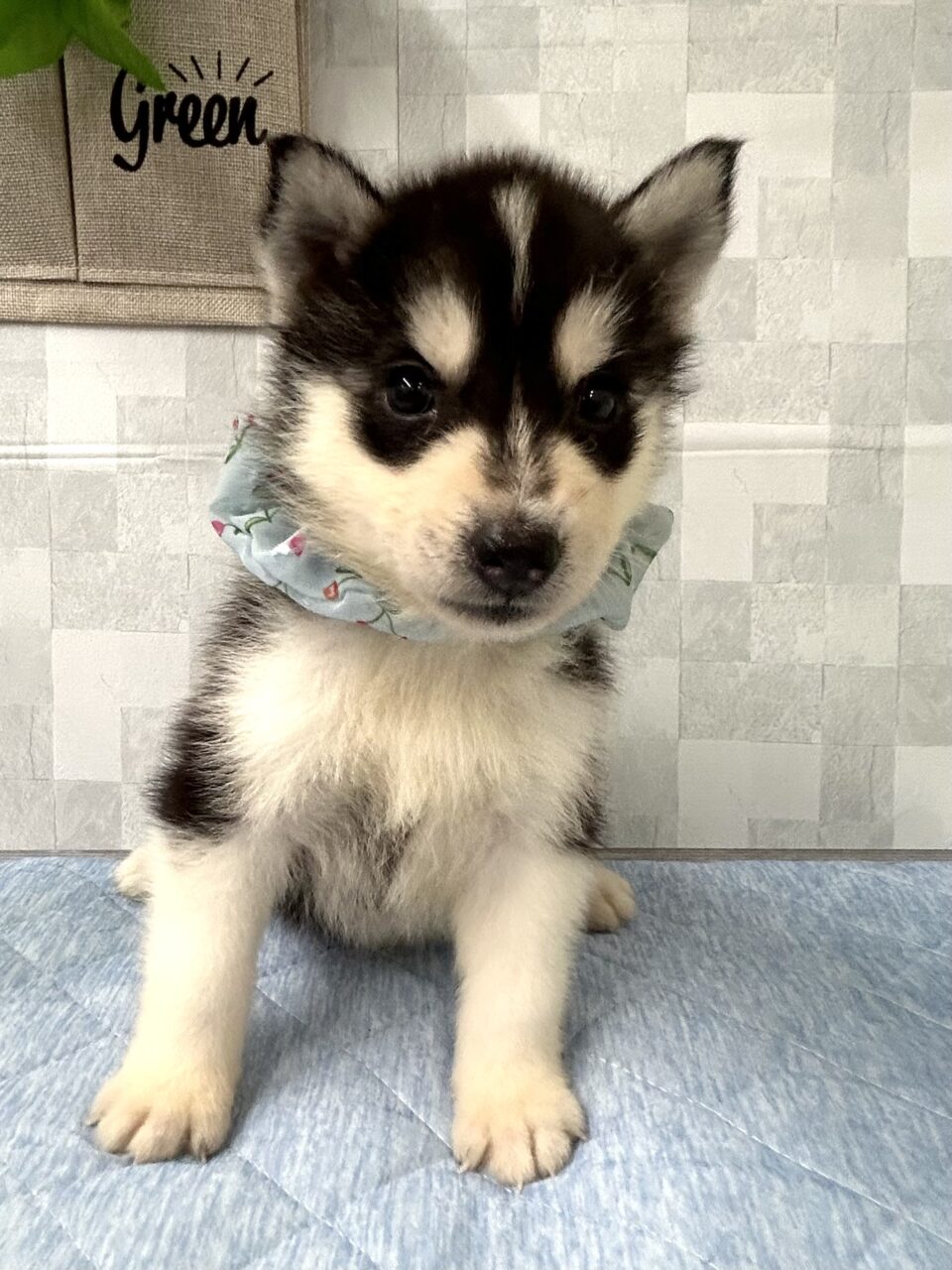 ハスキー