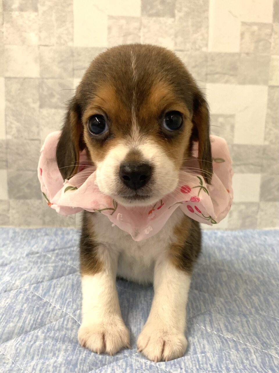ビーグル