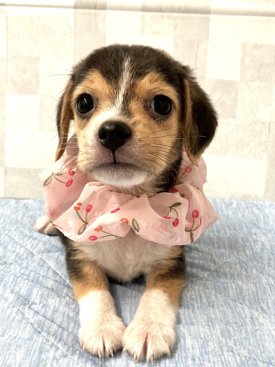 ビーグル