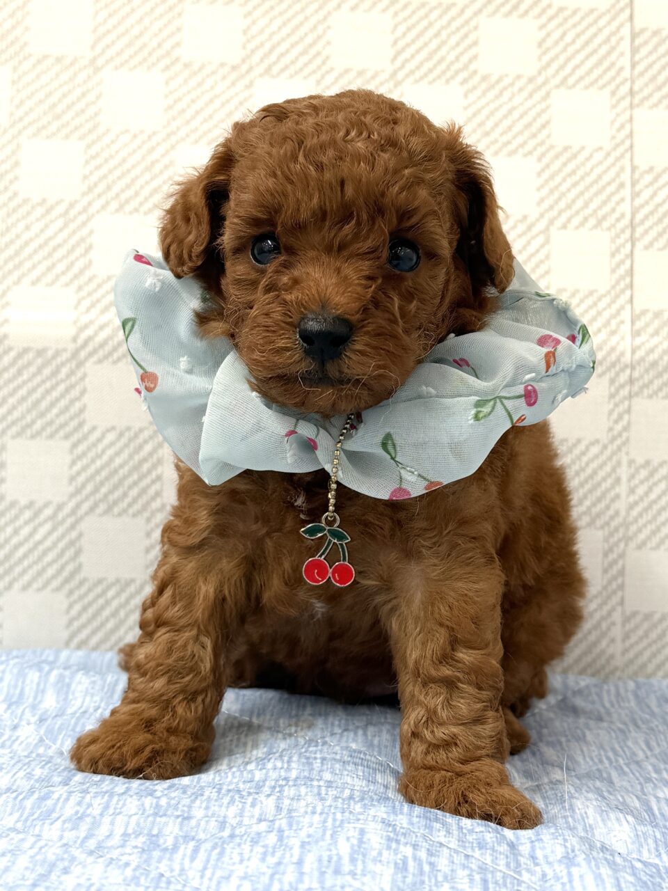 トイプードル