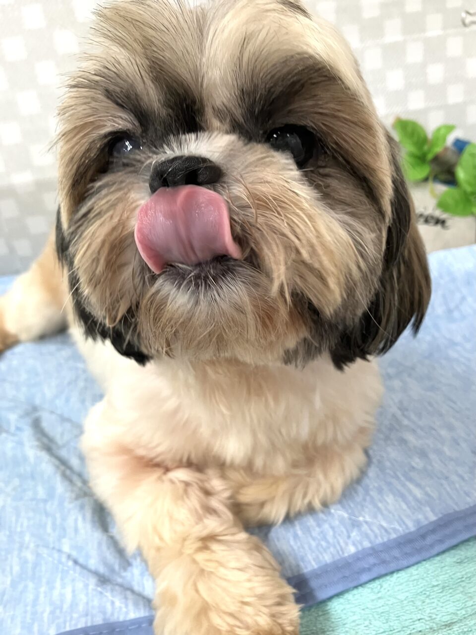 シーズー