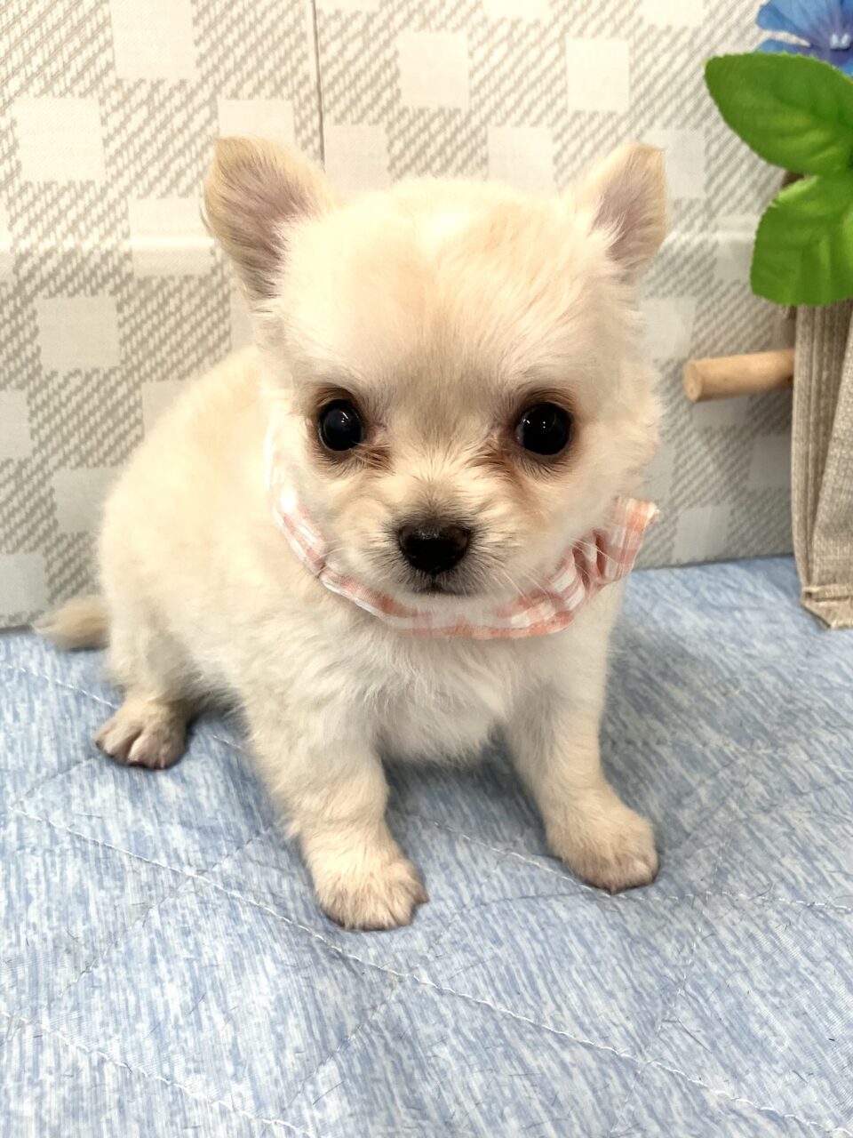 チワワ