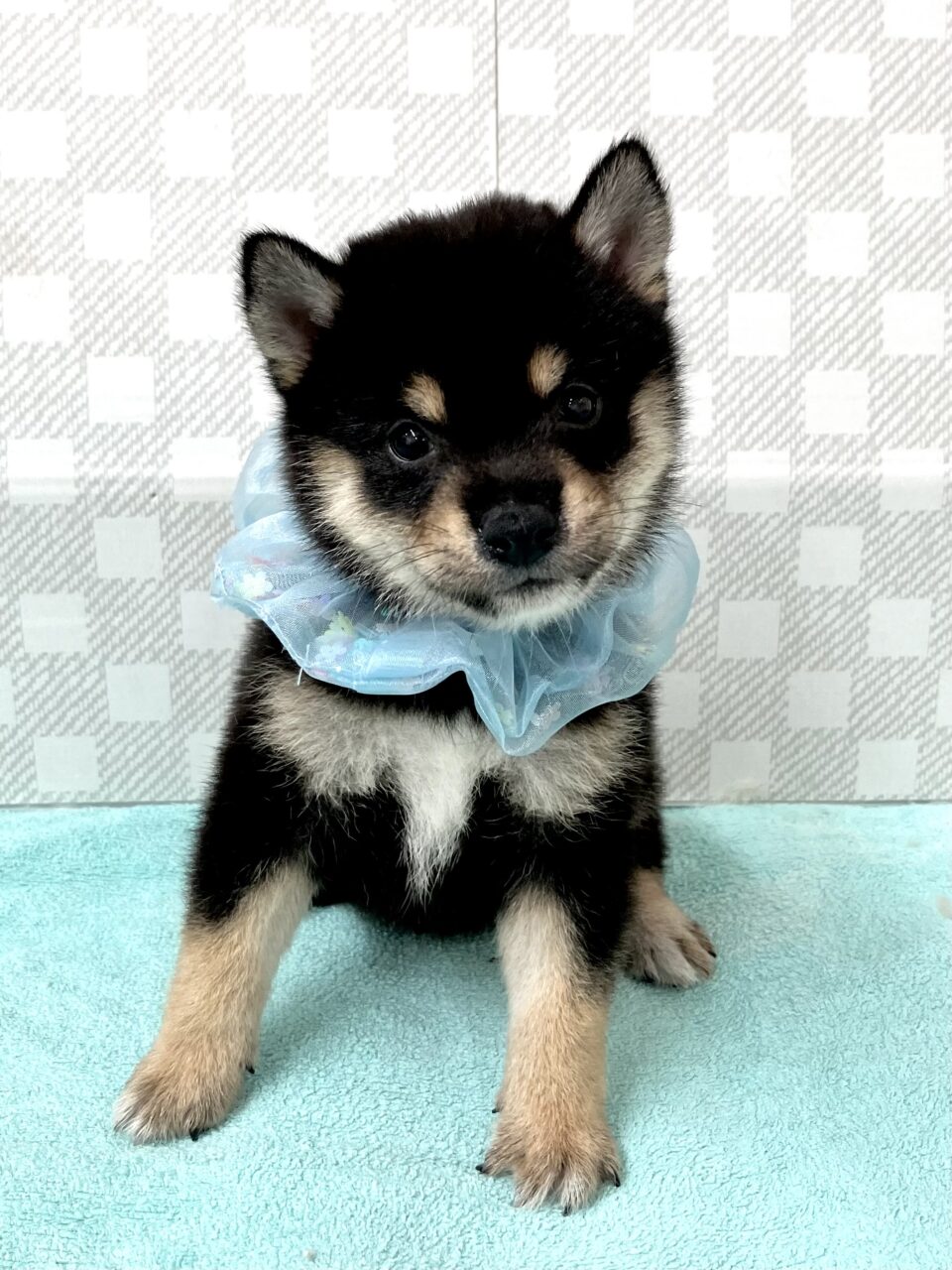 豆柴
