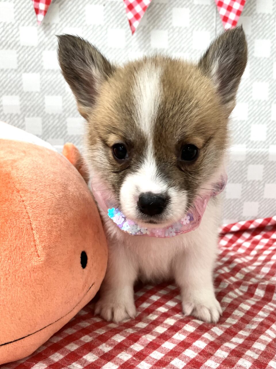 Ｗ・コーギー