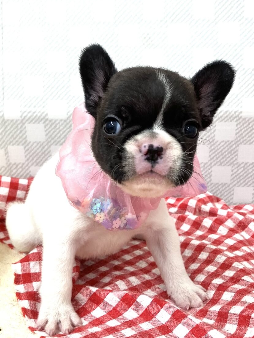 フレンチブルドック