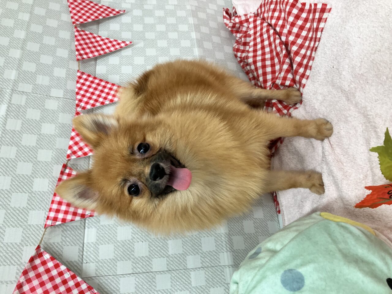 ポメラニアン