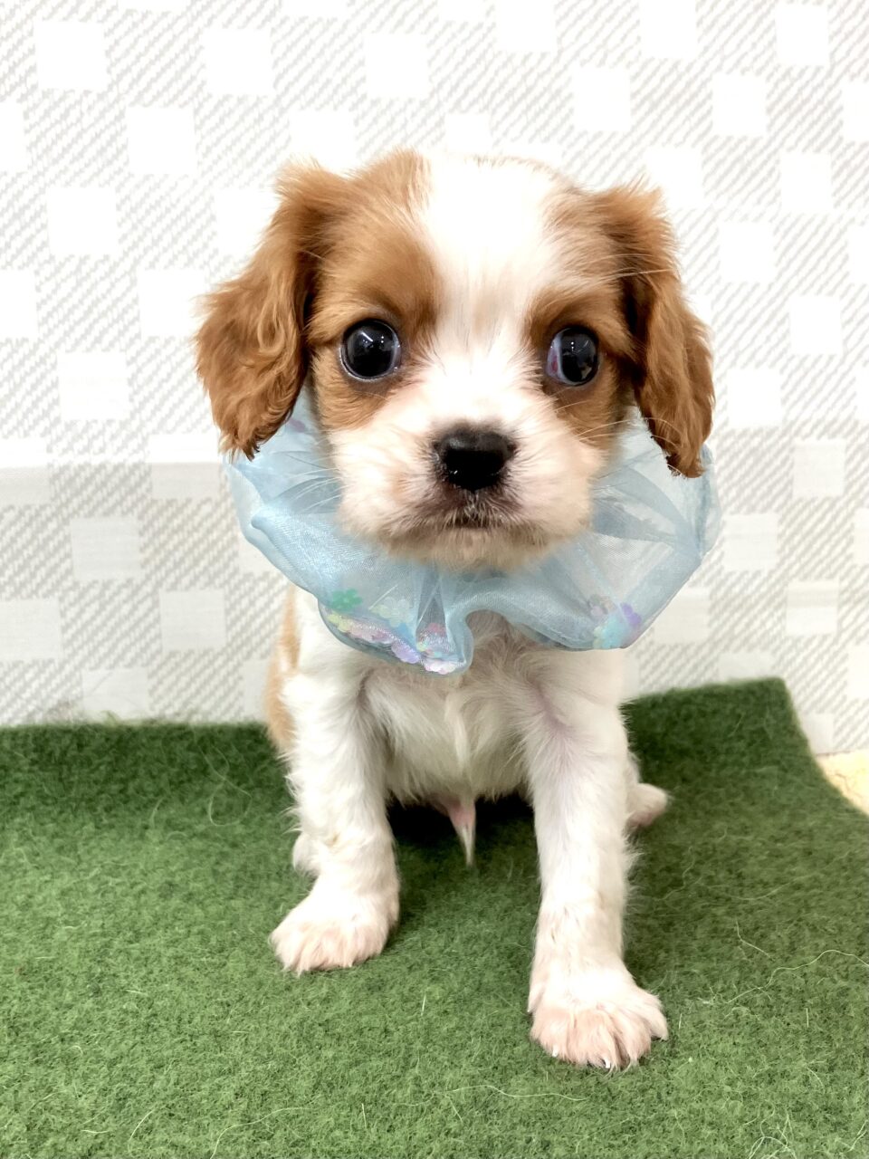 キャバリア