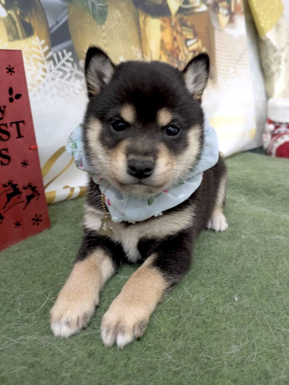 柴犬