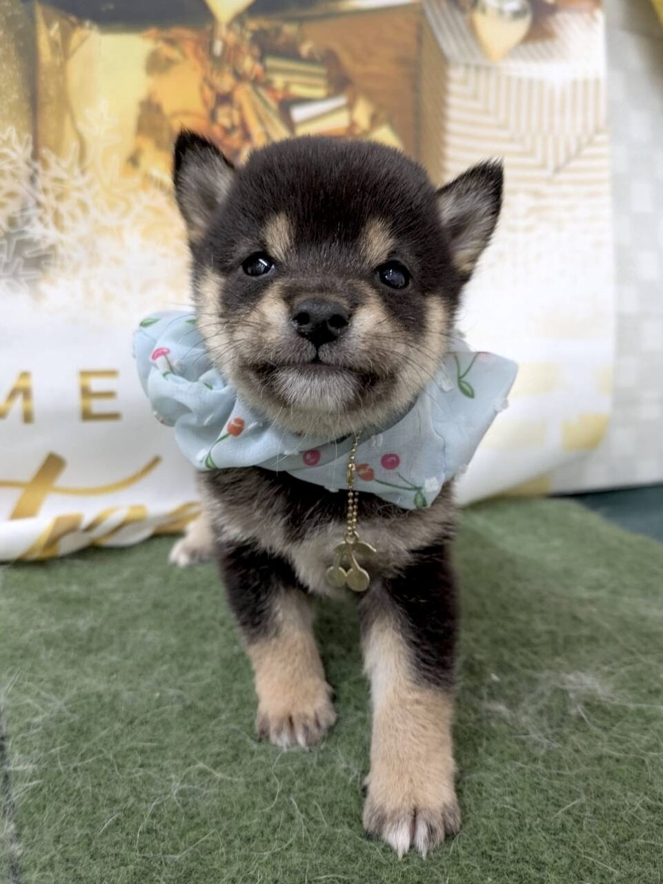 柴犬