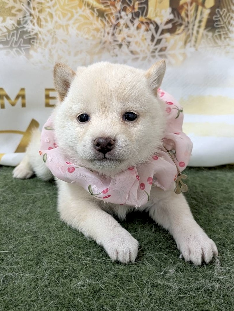 柴犬