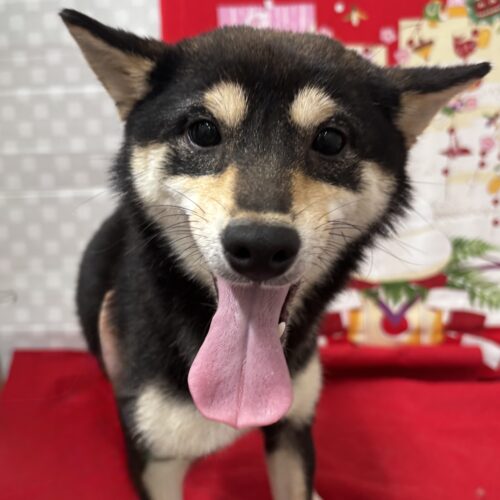 かんろ