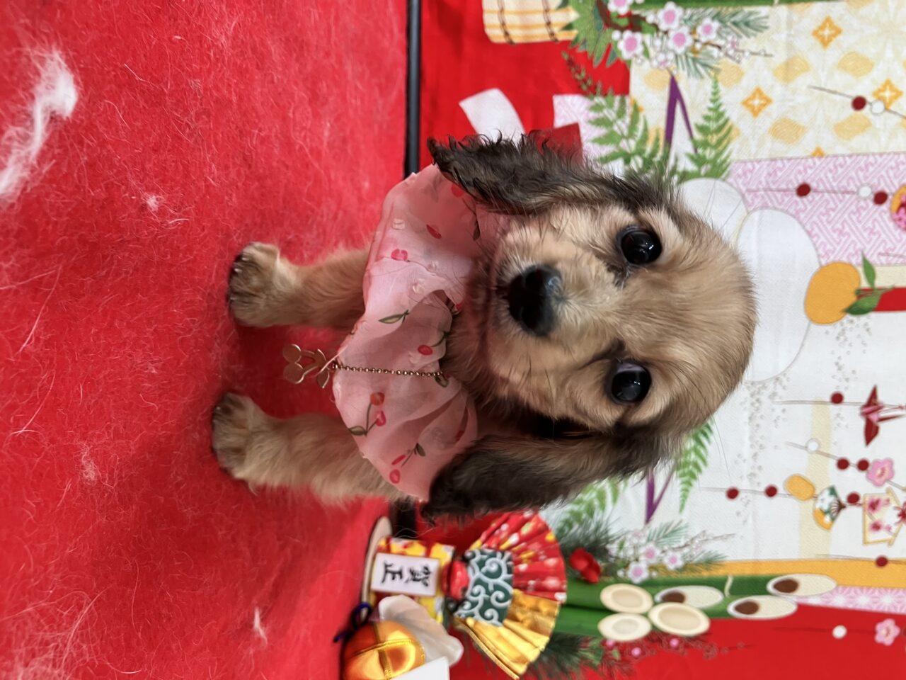 Ｍ・ダックス