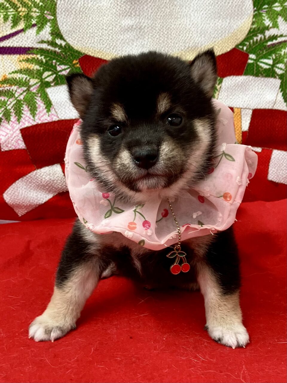 柴犬