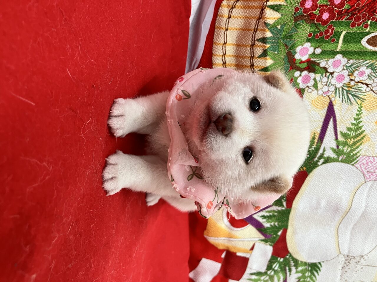 柴犬