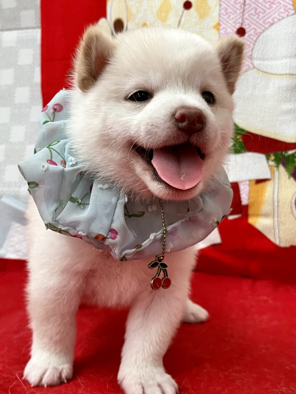 柴犬