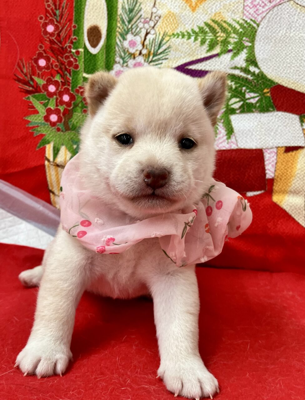 柴犬