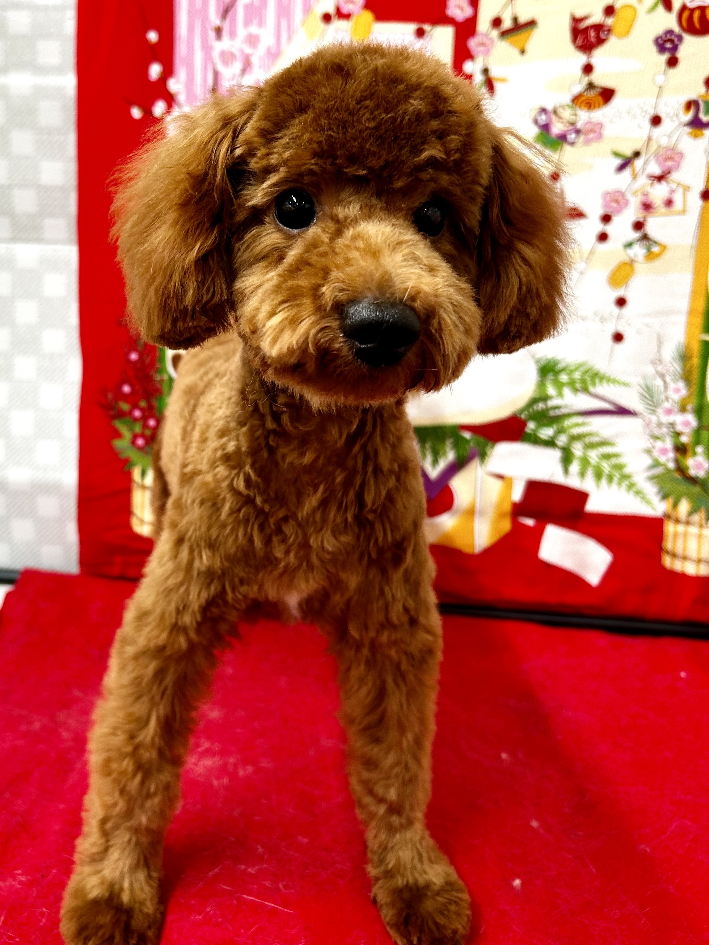 ★トイプー★女の子★お値下げ中です☆