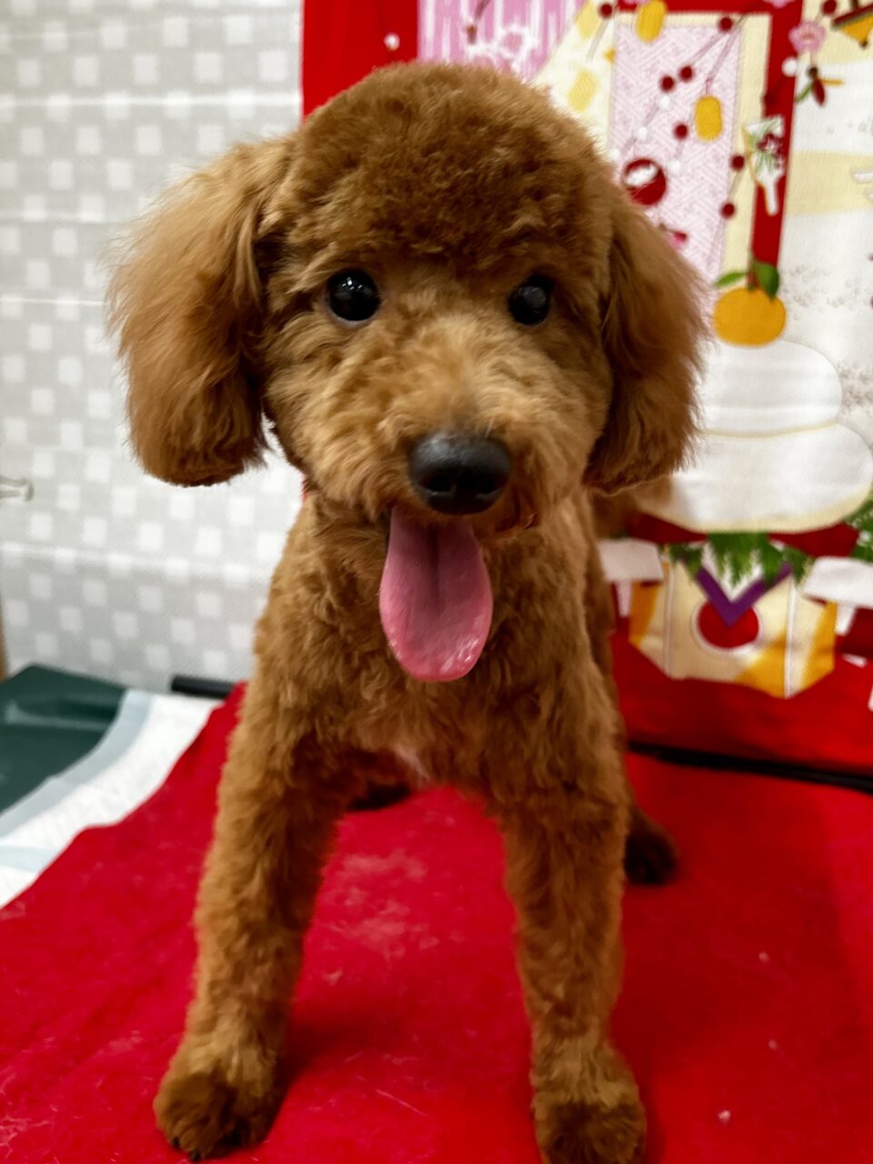 トイプードル