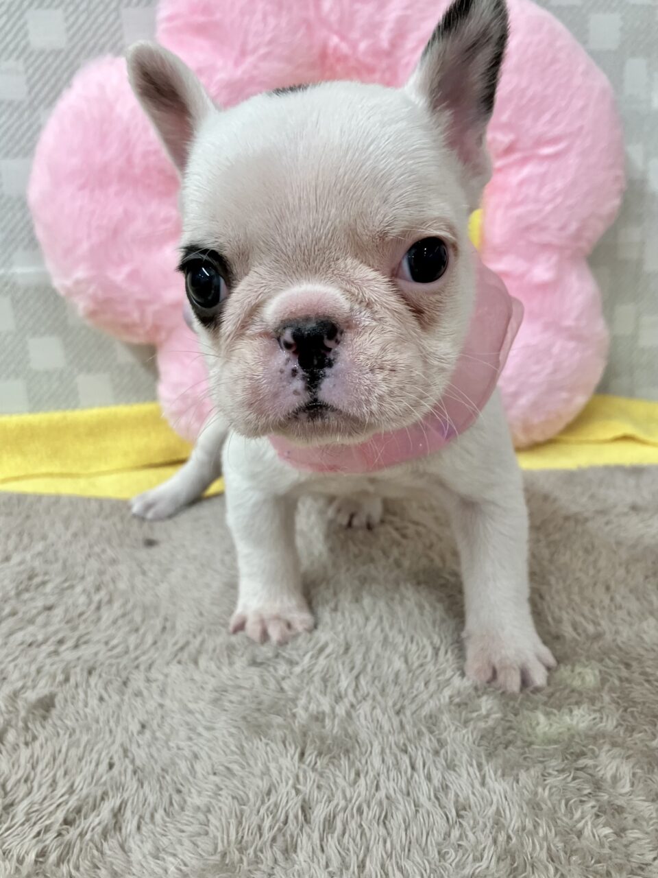 フレンチブルドック