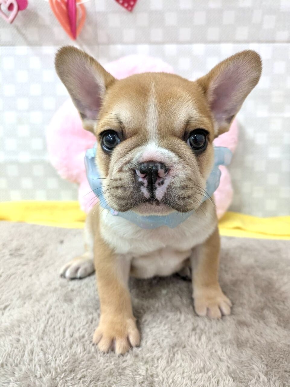 フレンチブルドック