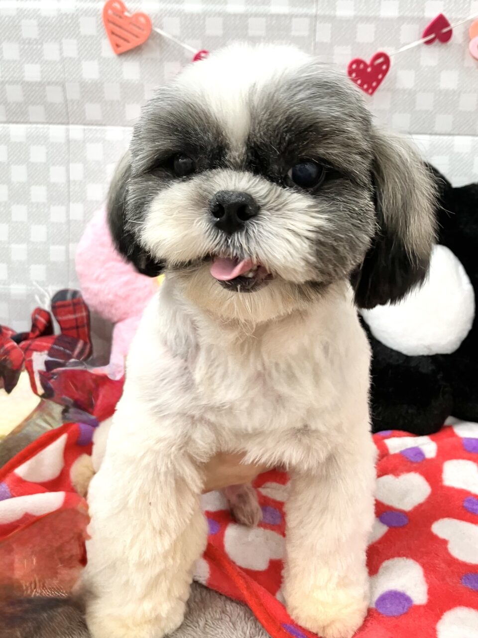 シーズー