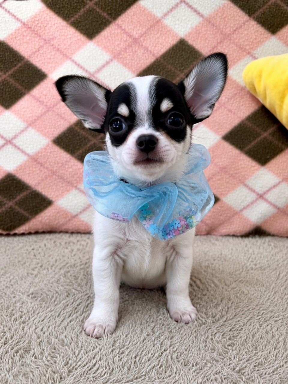 チワワ