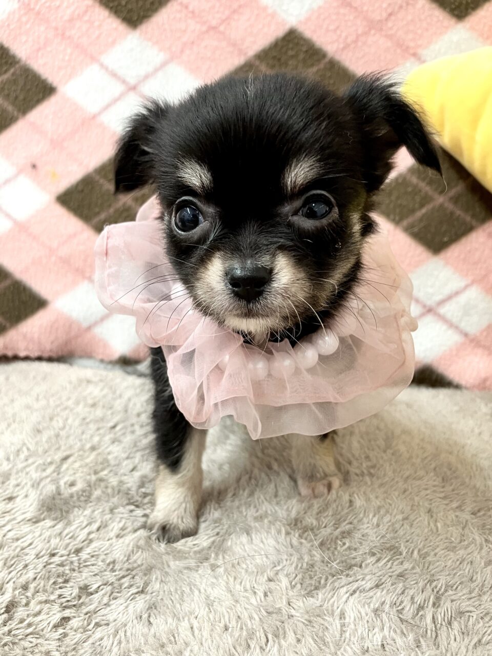 チワワ