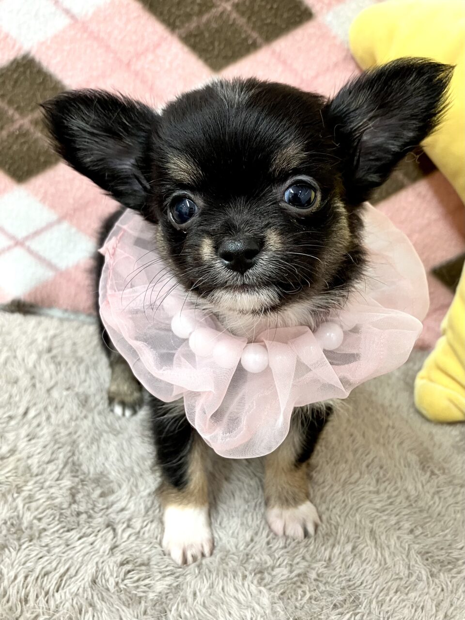 チワワ
