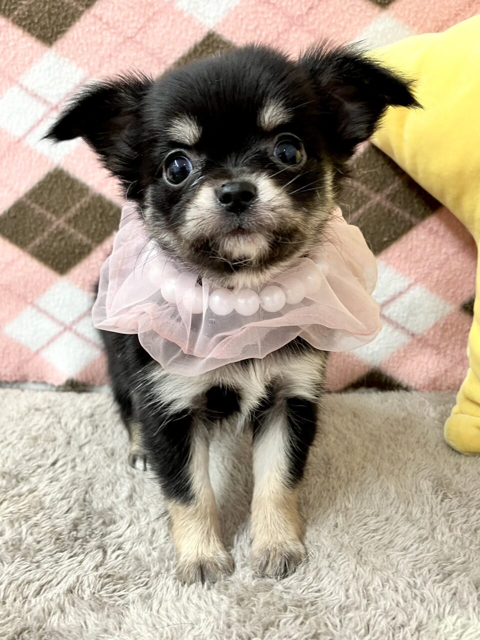 チワワ