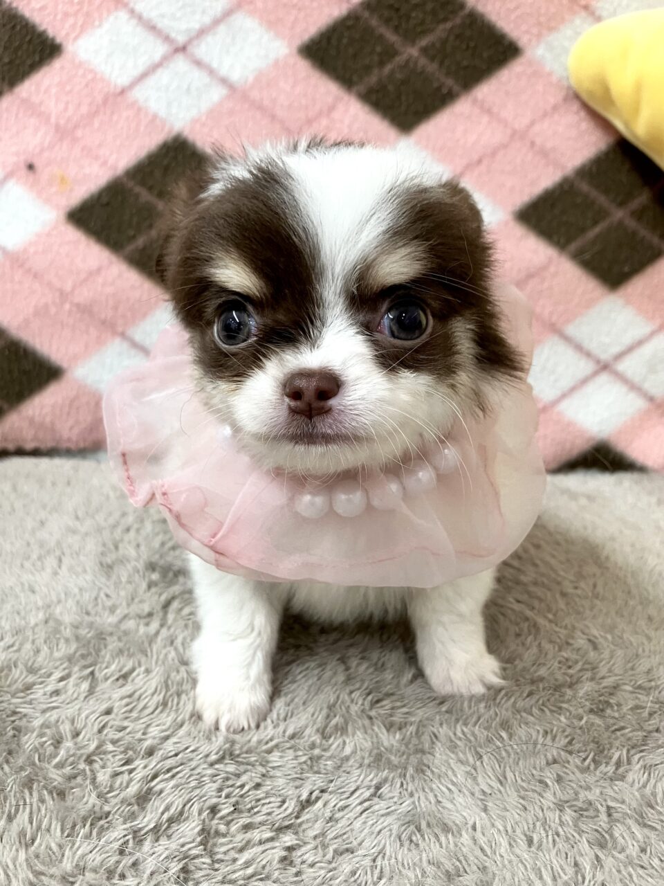 チワワ
